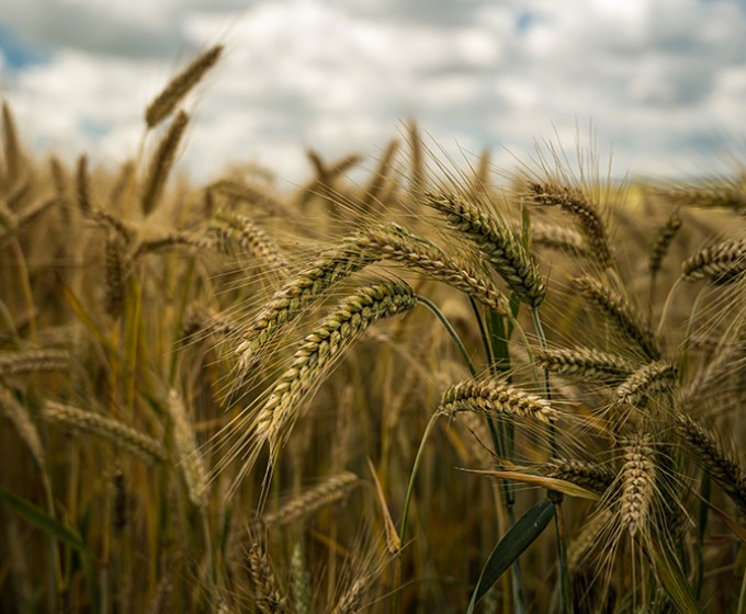 barley-grains-field